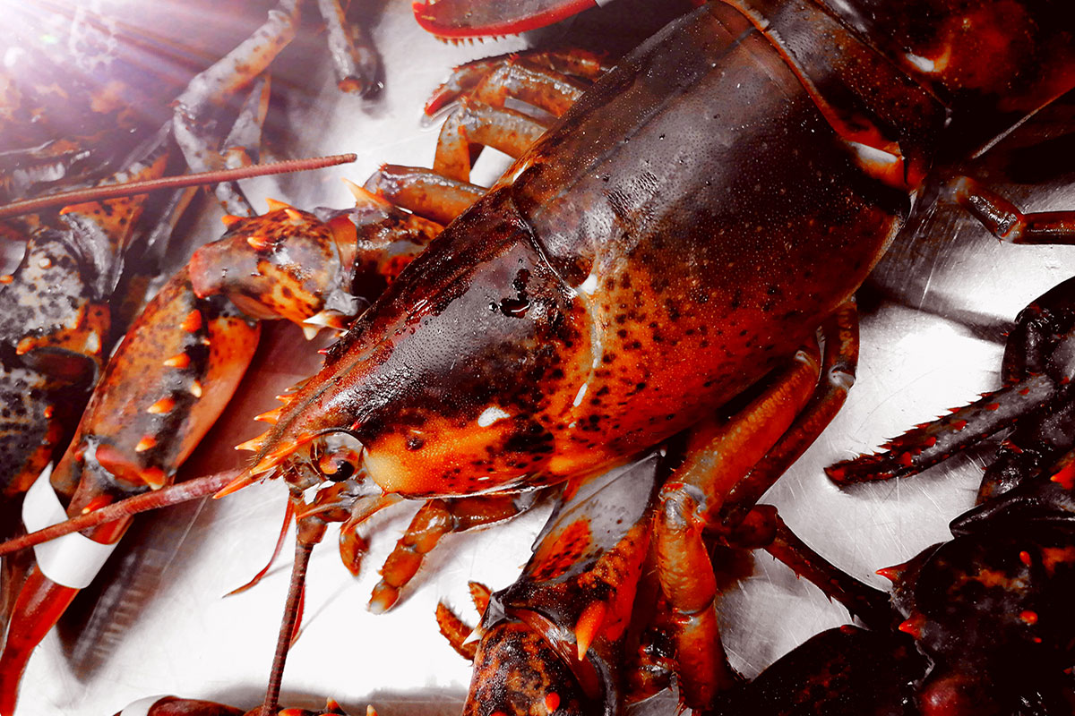 Homard Produit de la pêche